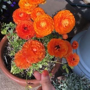 Meet your Posher, Urmi